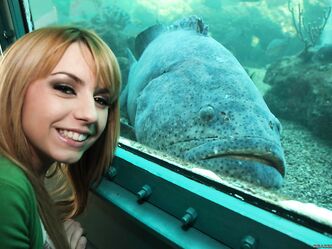 Скачки скачкам рознь